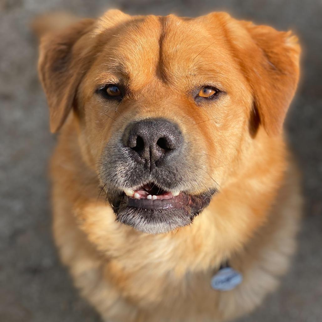 Enlarge Ed, a Adoptable mixed breed in Riverside, CA image 2/6