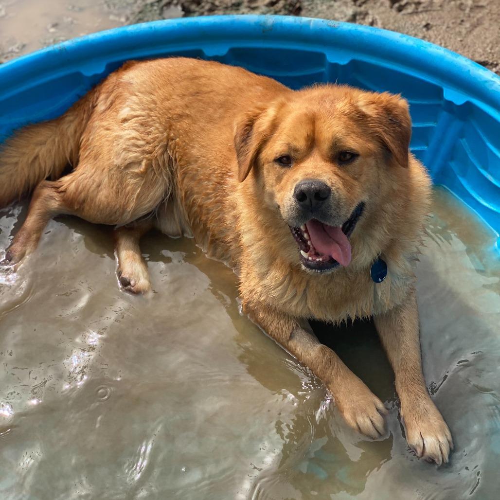 Enlarge Ed, a Adoptable mixed breed in Riverside, CA image 3/6
