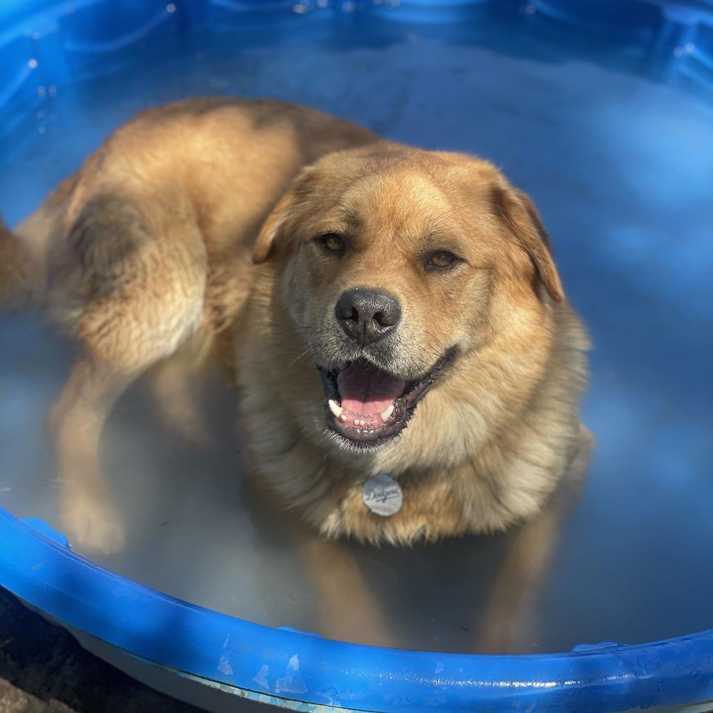 Enlarge Ed, a Adoptable mixed breed in Riverside, CA image 2/5