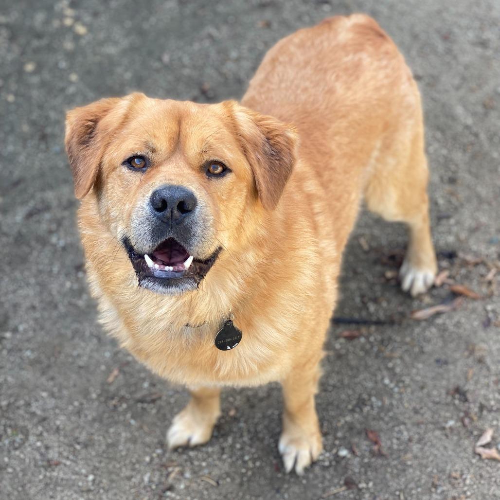 Enlarge Ed, a Adoptable mixed breed in Riverside, CA image 4/6