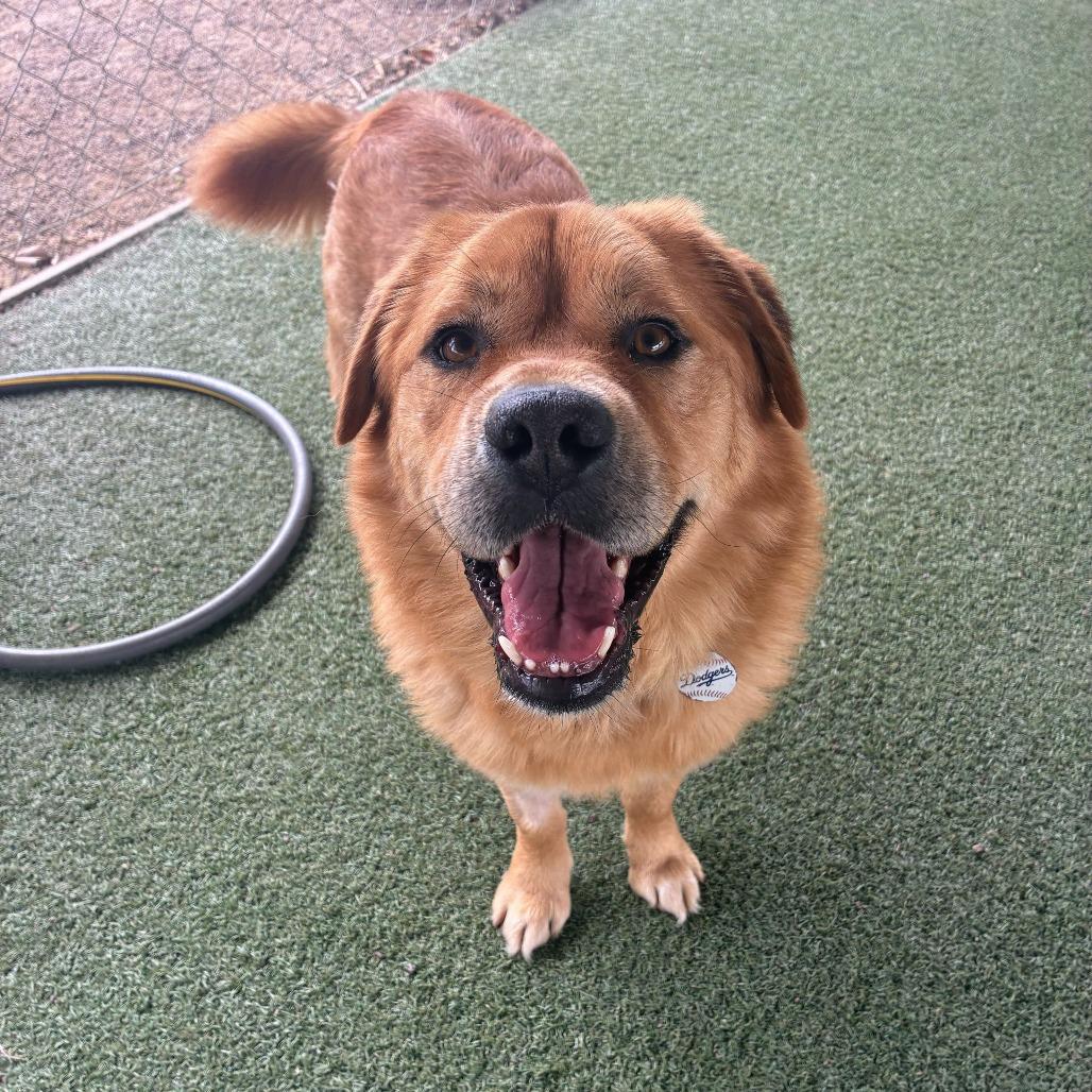 Enlarge Ed, a Adoptable mixed breed in Riverside, CA image 5/5