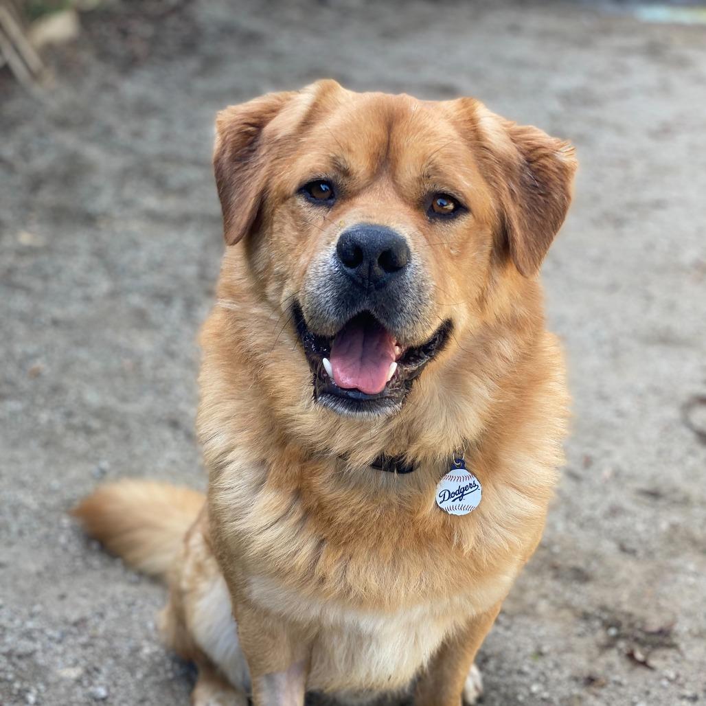 Enlarge Ed, a Adoptable mixed breed in Riverside, CA image 5/6
