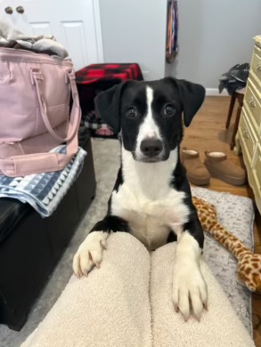 Enlarge Oreo, a Adoptable mixed breed in Westwood, NJ image 3/6