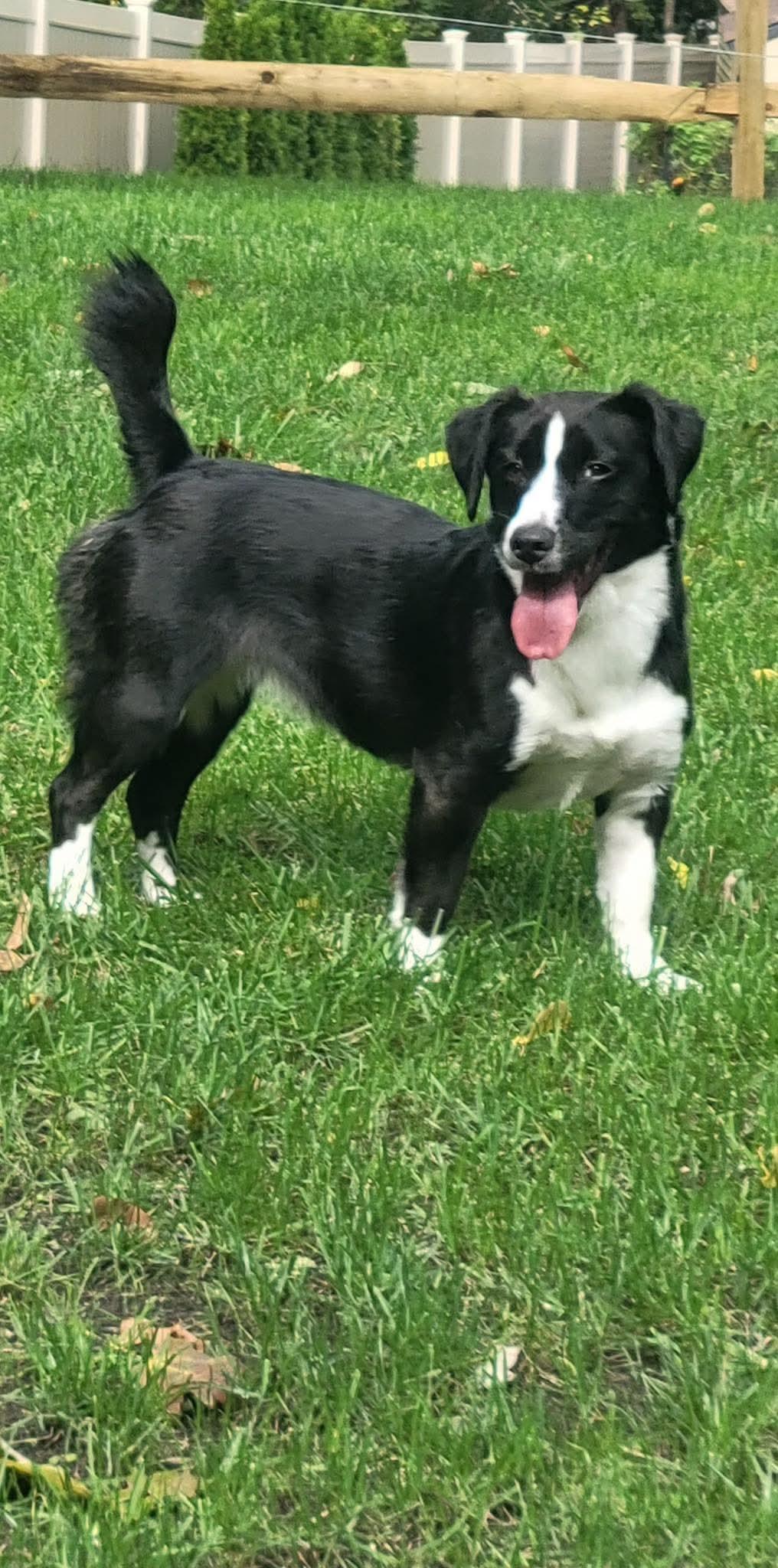 Enlarge Oreo, a Adoptable mixed breed in Westwood, NJ image 4/6