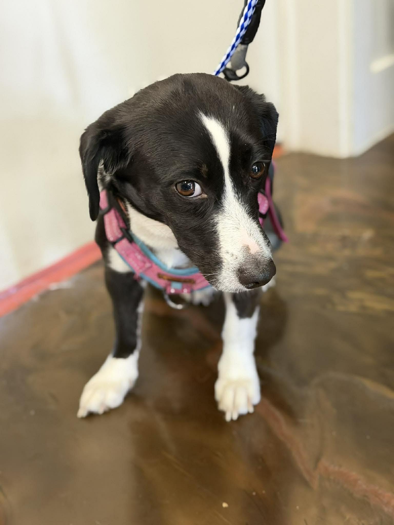 Enlarge Oreo, a Adoptable mixed breed in Westwood, NJ image 5/6