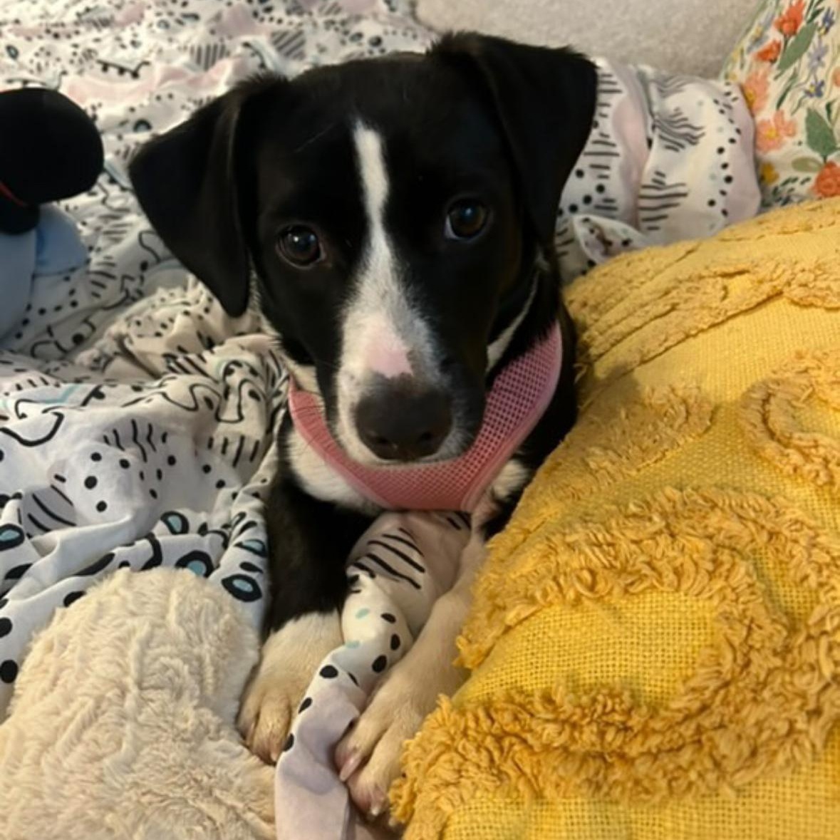 Enlarge Oreo, a Adoptable mixed breed in Westwood, NJ image 2/6