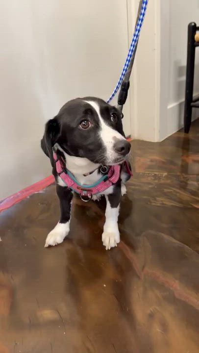 Enlarge Oreo, a Adoptable mixed breed in Westwood, NJ video 6/6