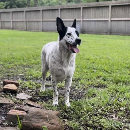 Birdie — thumbnail 4