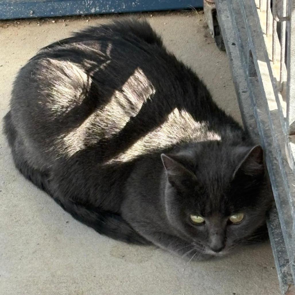 Oma, Adoptable, Adult Female Russian Blue & Domestic Short Hair.