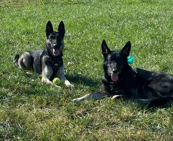 Leia & Stella, Adoptable, Adult Female German Shepherd Dog.