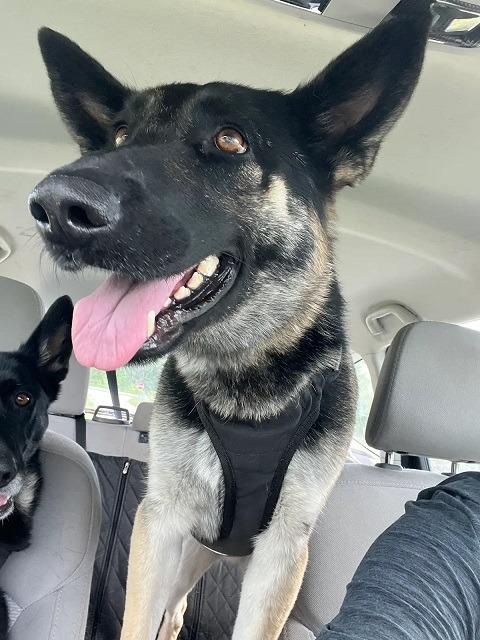 Enlarge Leia & Stella, a Adoptable German Shepherd Dog in Bloomington, IN image 2/6