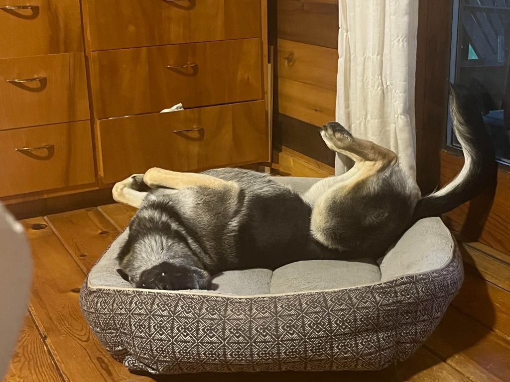 Enlarge Leia & Stella, a Adoptable German Shepherd Dog in Bloomington, IN image 3/6