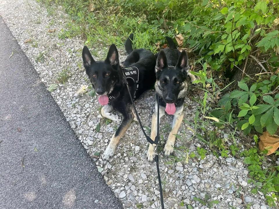 Enlarge Leia & Stella, a Adoptable German Shepherd Dog in Bloomington, IN image 4/6