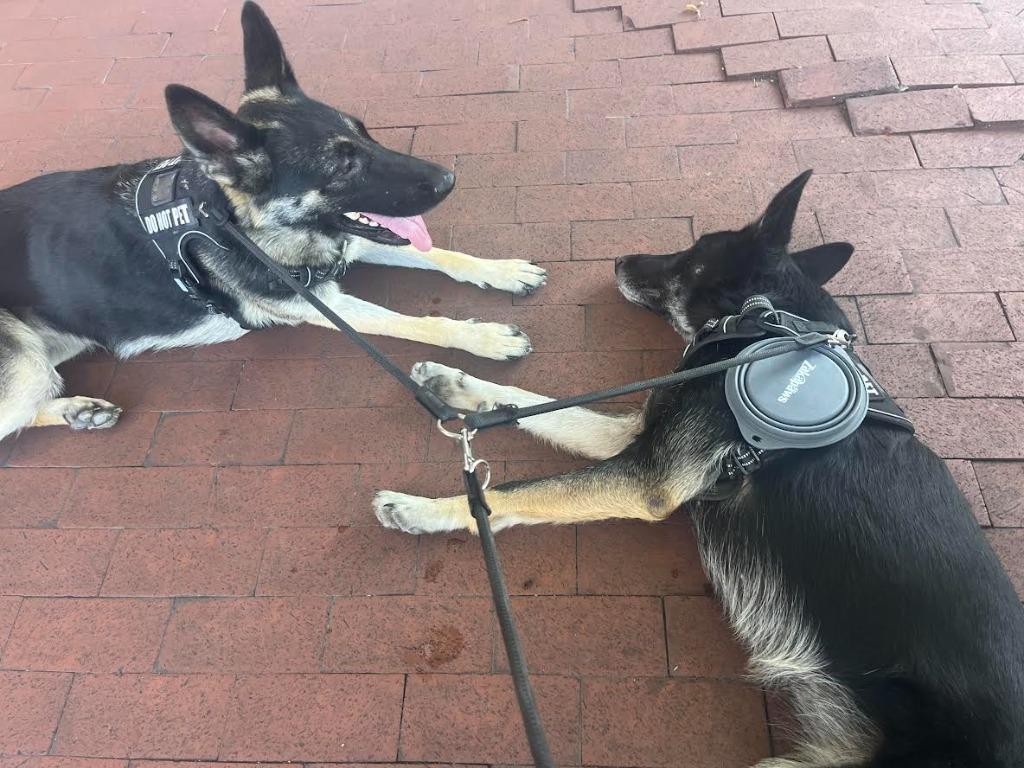 Enlarge Leia & Stella, a Adoptable German Shepherd Dog in Bloomington, IN image 5/6
