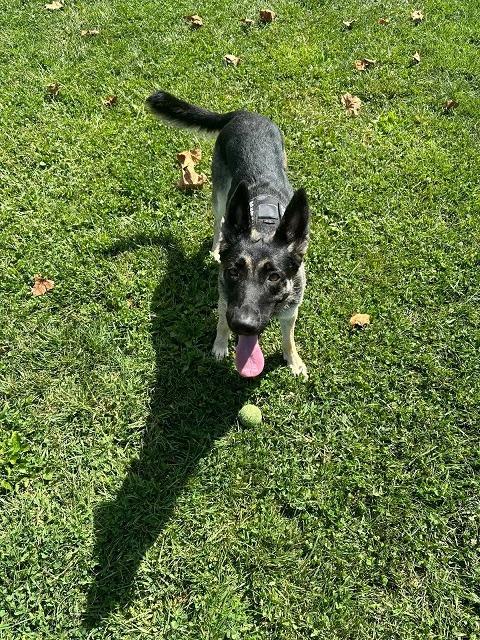 Enlarge Leia & Stella, a Adoptable German Shepherd Dog in Bloomington, IN image 6/6