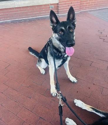 Leia & Stella, a Adoptable German Shepherd Dog in Bloomington, IN image 5/6