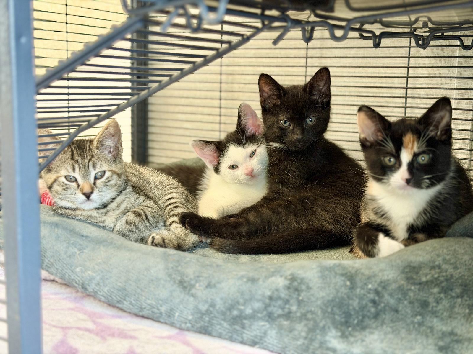 Ruby, a Adoptable Domestic Short Hair in West Cornwall, CT image 1/3