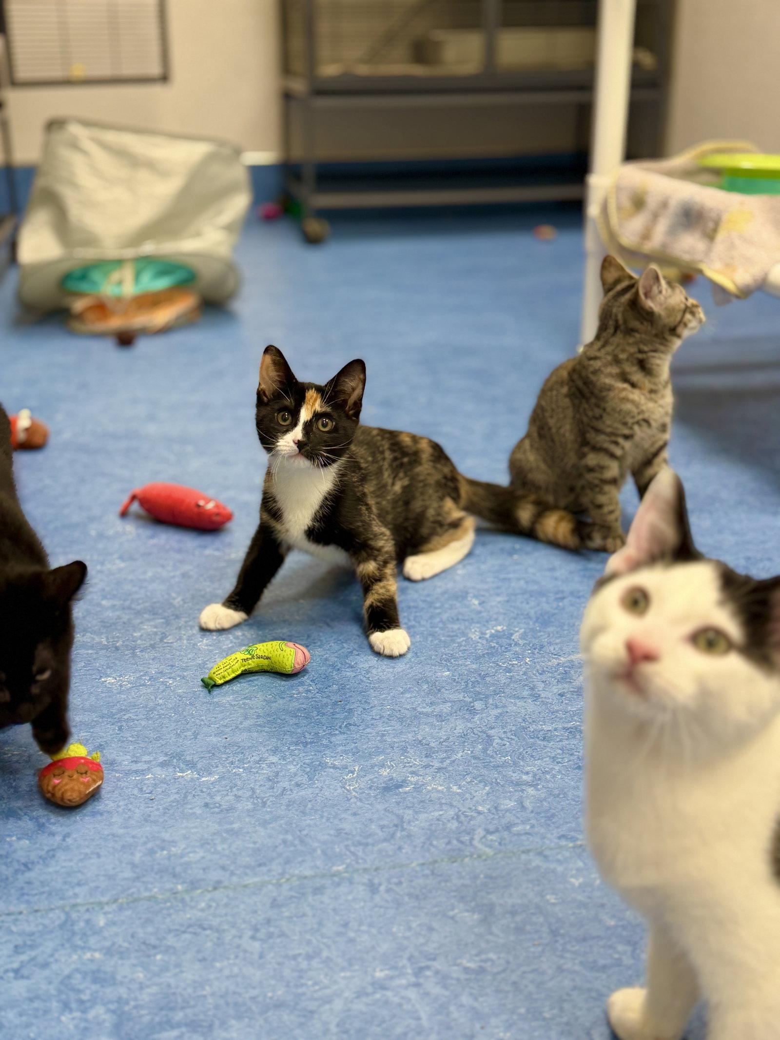 Ruby, a Adoptable Domestic Short Hair in West Cornwall, CT image 3/3