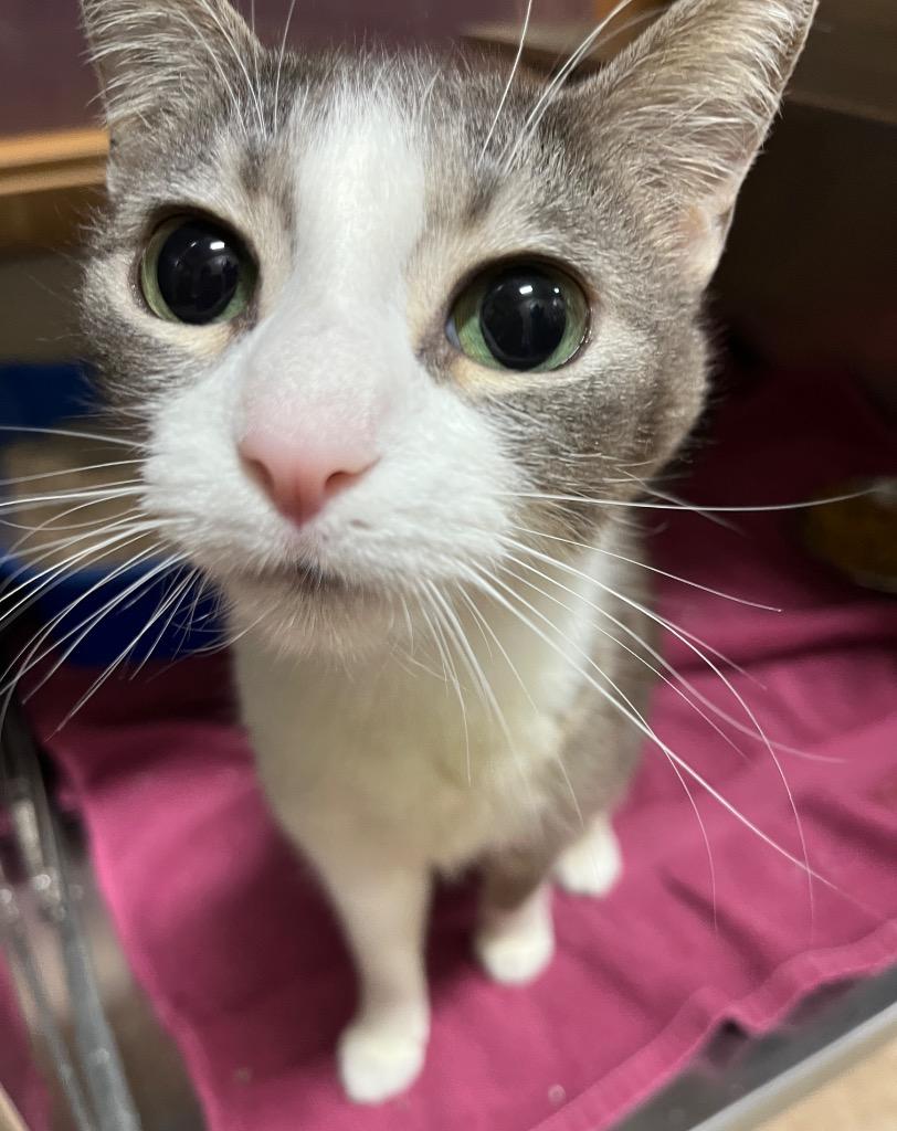 Lilly, Adoptable, Young Female Domestic Short Hair.