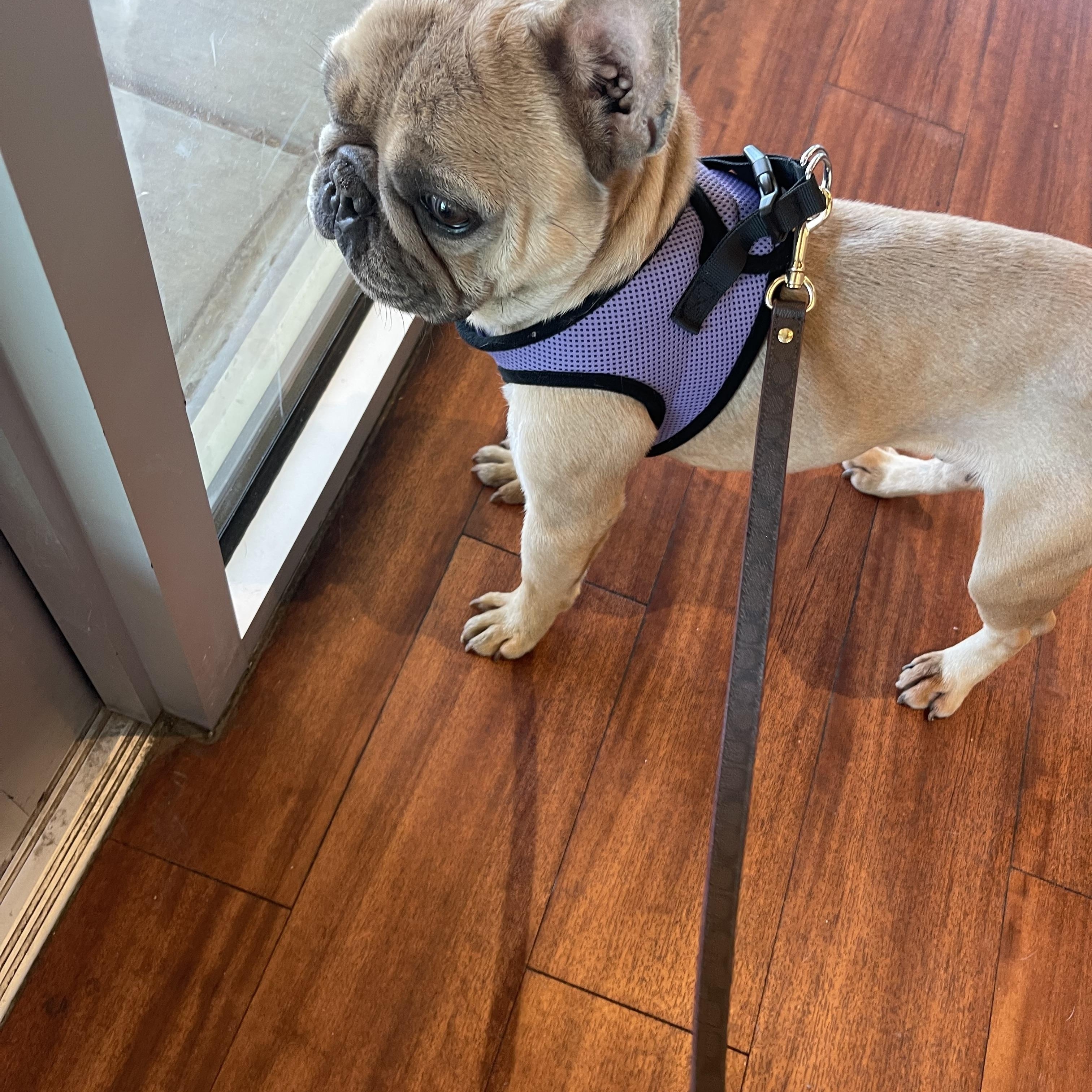 Hugo, a ADOPTABLE French Bulldog in Chandler, AZ image 4/4