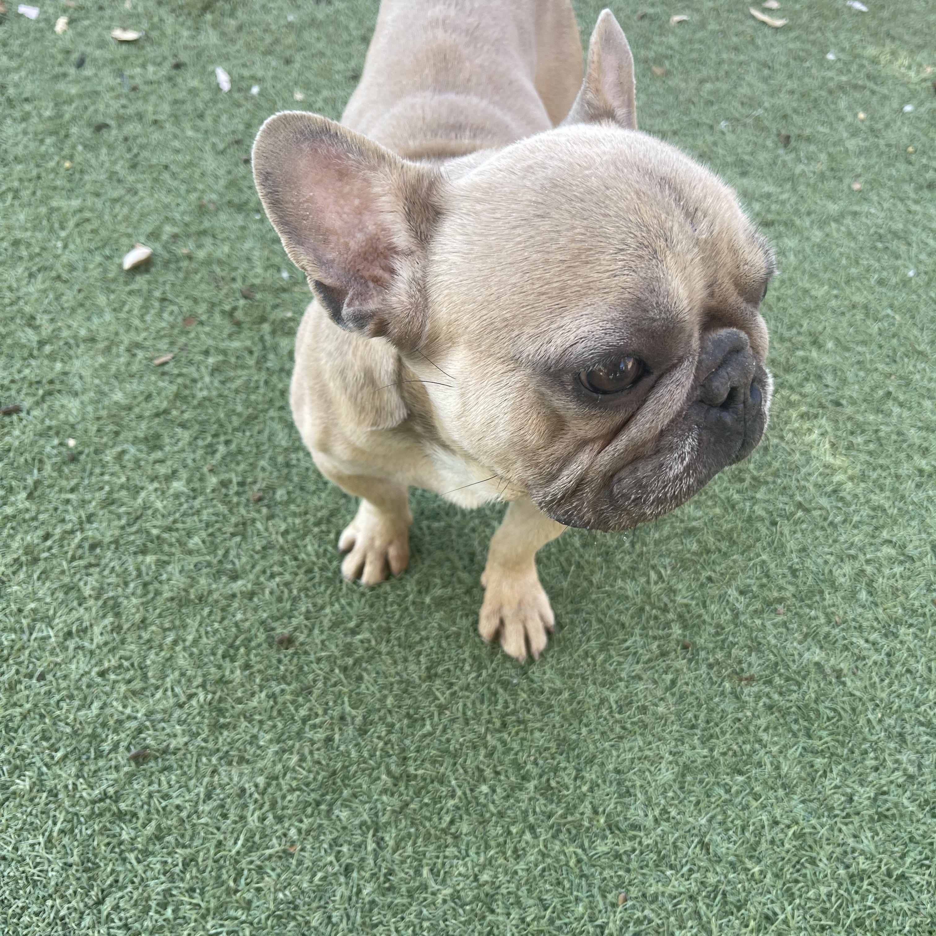 Hugo, a ADOPTABLE French Bulldog in Chandler, AZ image 2/4
