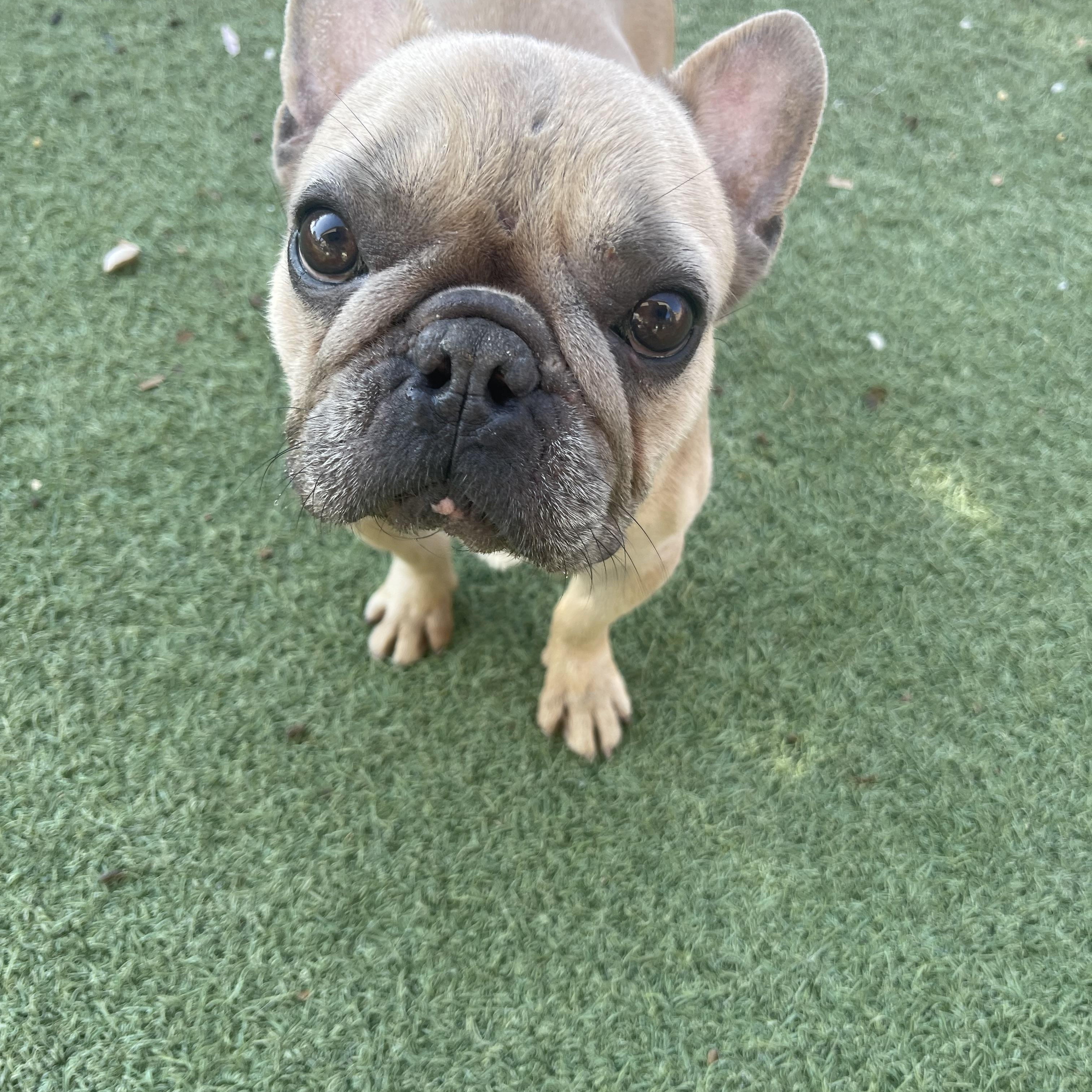 Hugo, a ADOPTABLE French Bulldog in Chandler, AZ image 3/4