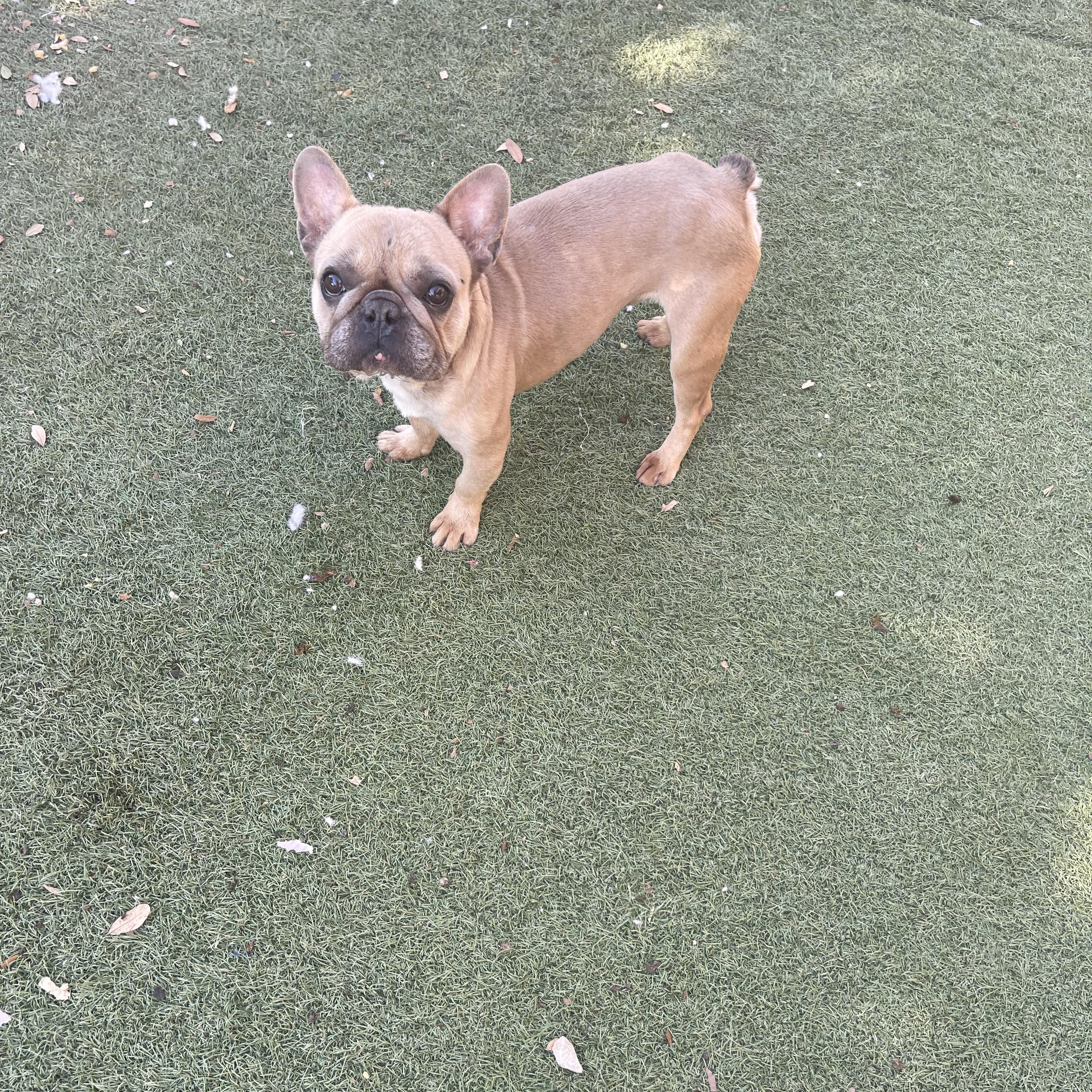 Hugo, ADOPTABLE, Adult Male French Bulldog.