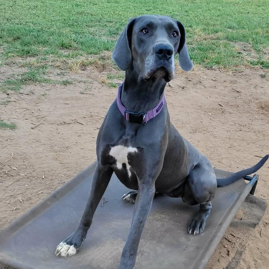 Enlarge Grace, an adopted Great Dane in Dothan, AL image 5/6