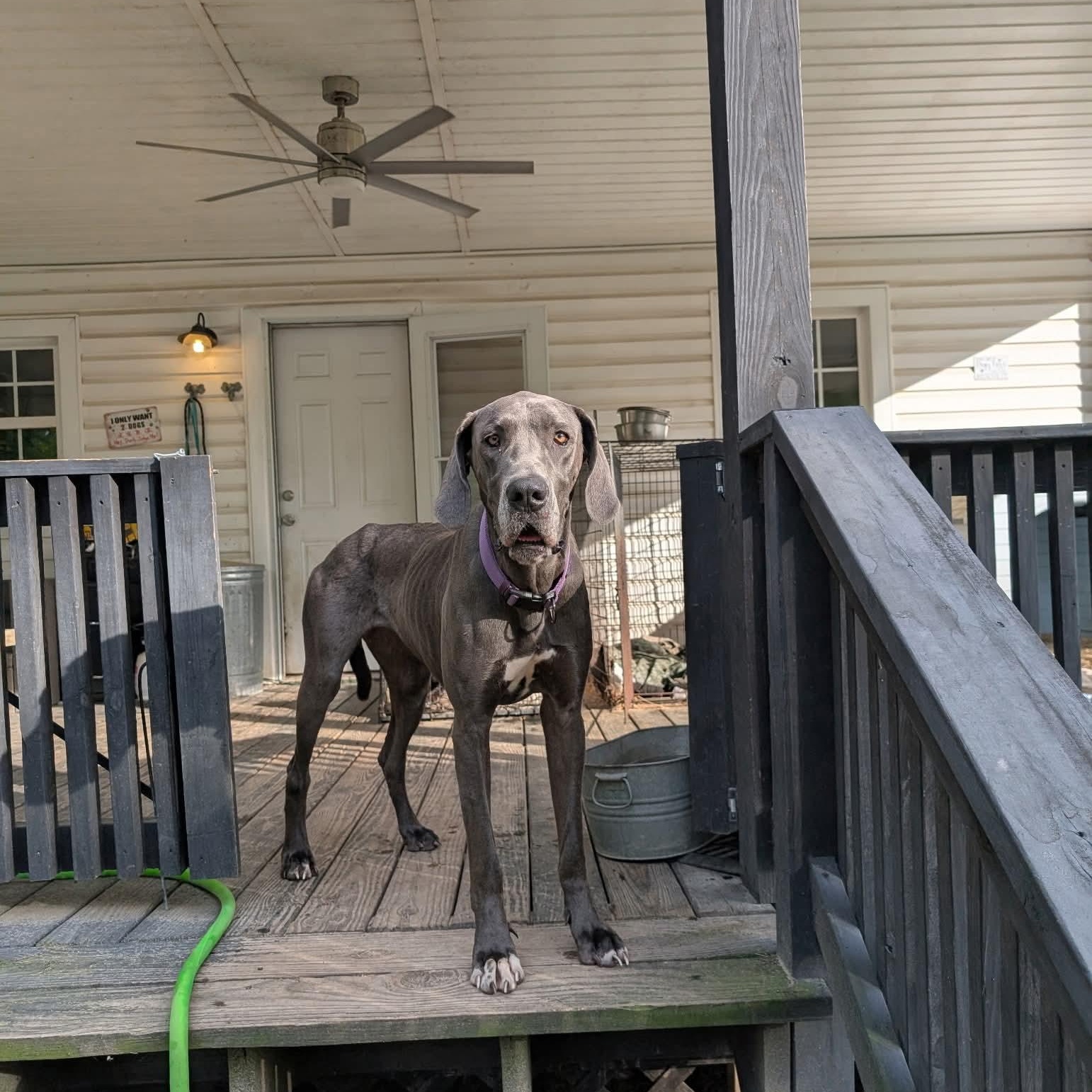 Enlarge Grace, an adopted Great Dane in Dothan, AL image 1/6
