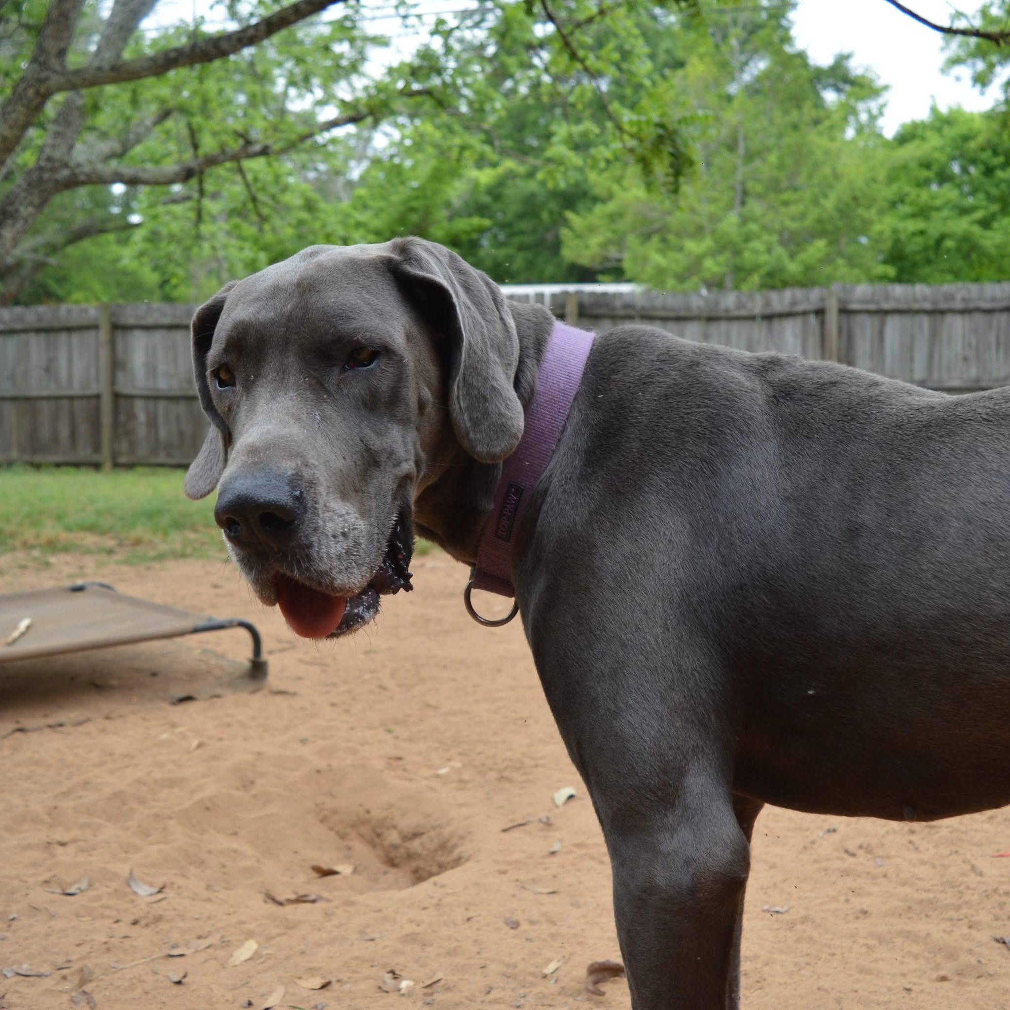 Enlarge Grace, an adopted Great Dane in Dothan, AL image 2/6