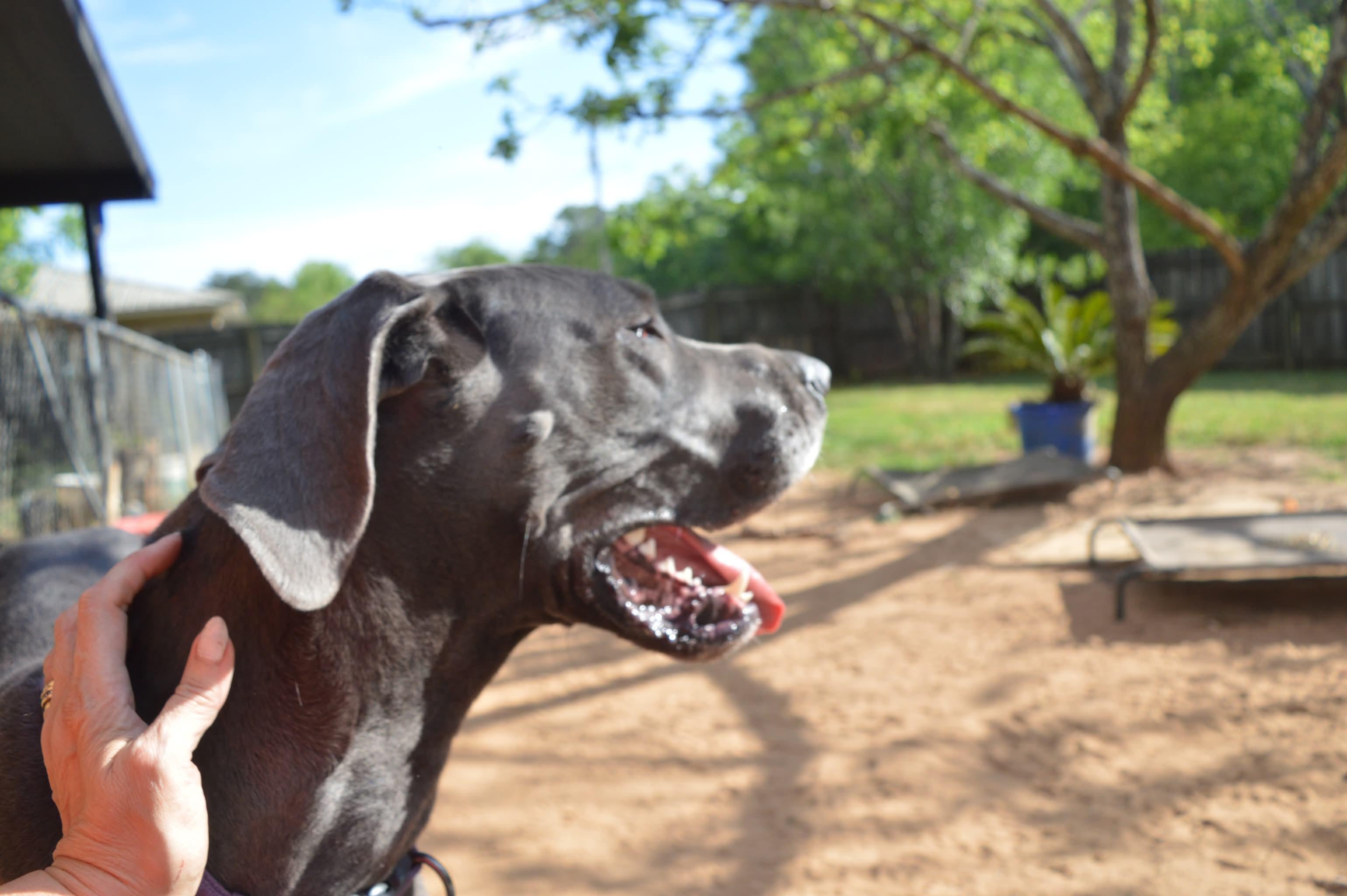 Enlarge Grace, an adopted Great Dane in Dothan, AL image 6/6