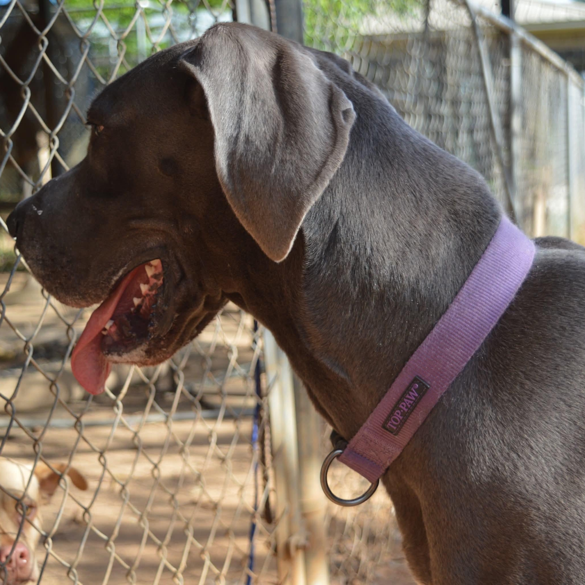 Enlarge Grace, an adopted Great Dane in Dothan, AL image 4/6