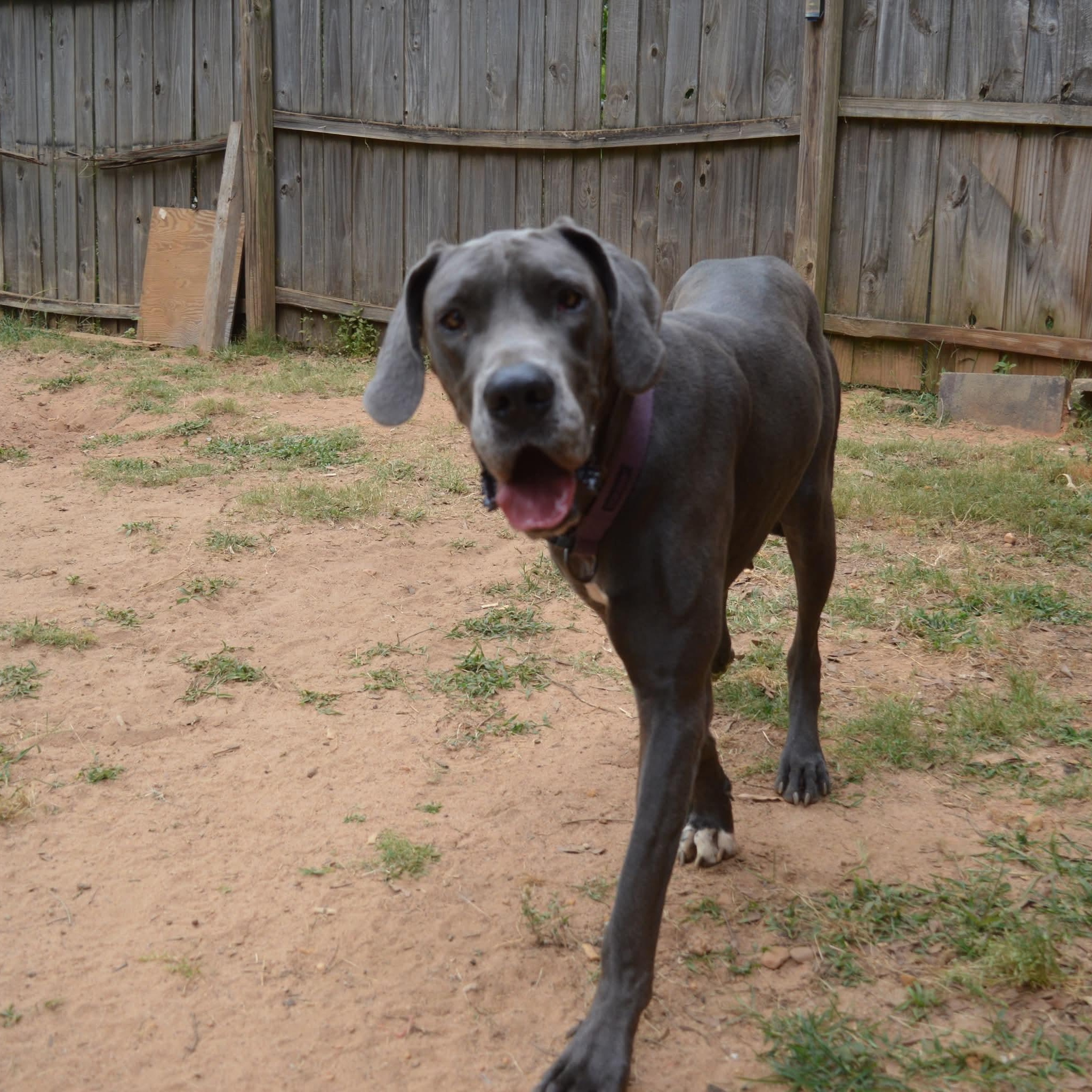 Enlarge Grace, an adopted Great Dane in Dothan, AL image 3/6
