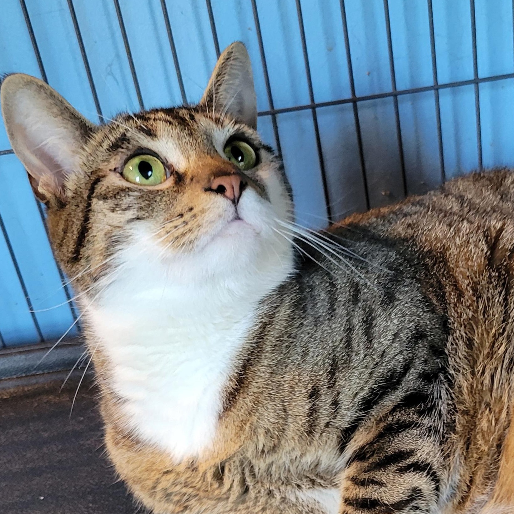 Sullivan, a Adoptable Domestic Short Hair in Green Brook, NJ image 3/4