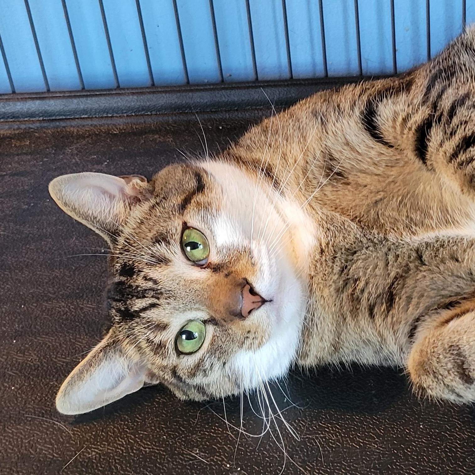 Sullivan, a Adoptable Domestic Short Hair in Green Brook, NJ image 4/4