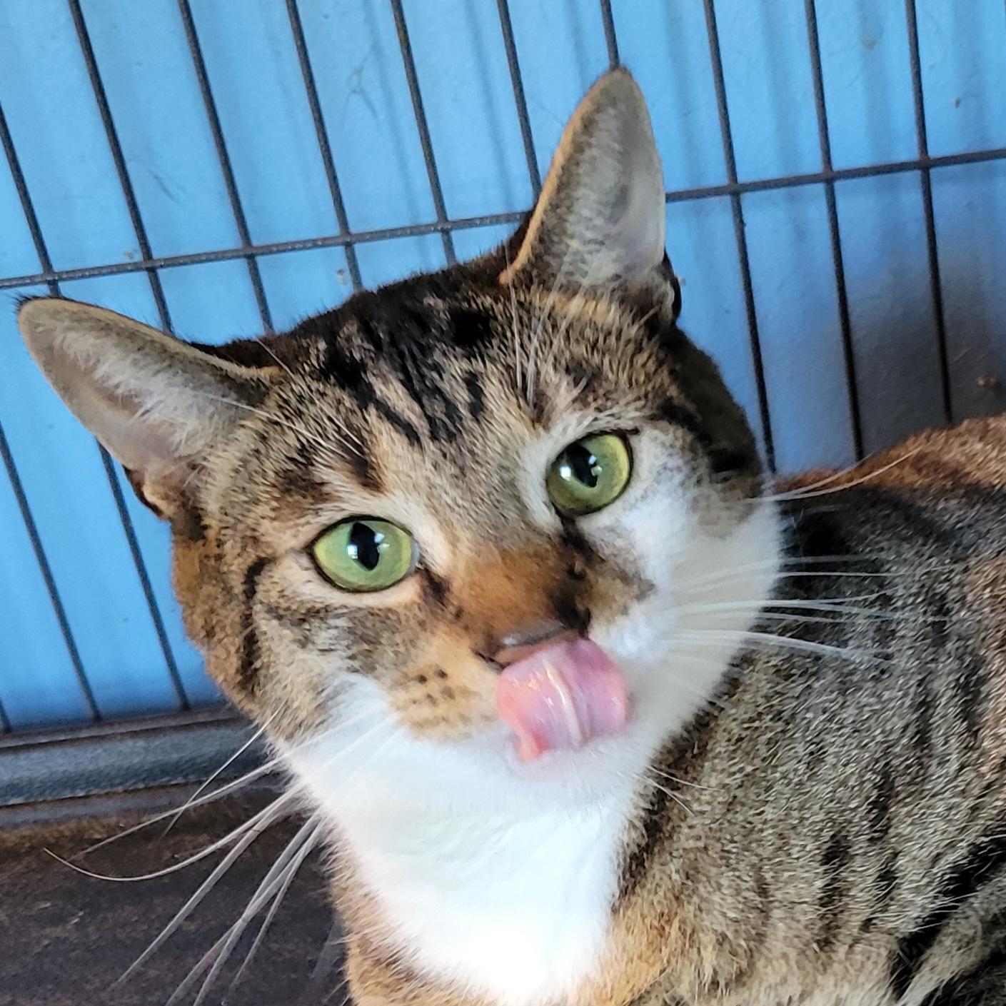 Sullivan, Adoptable, Adult Male Domestic Short Hair.