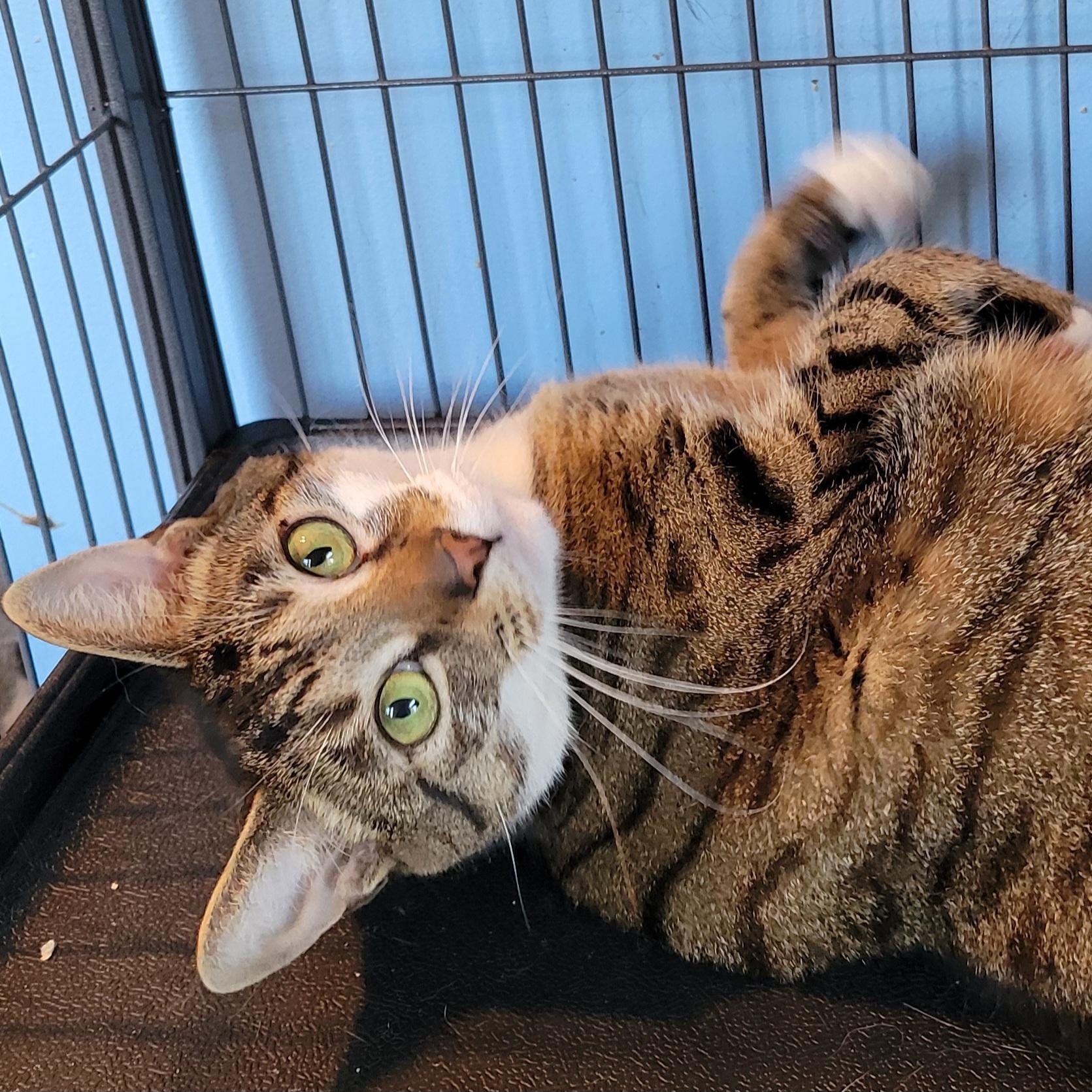 Sullivan, a Adoptable Domestic Short Hair in Green Brook, NJ image 2/4