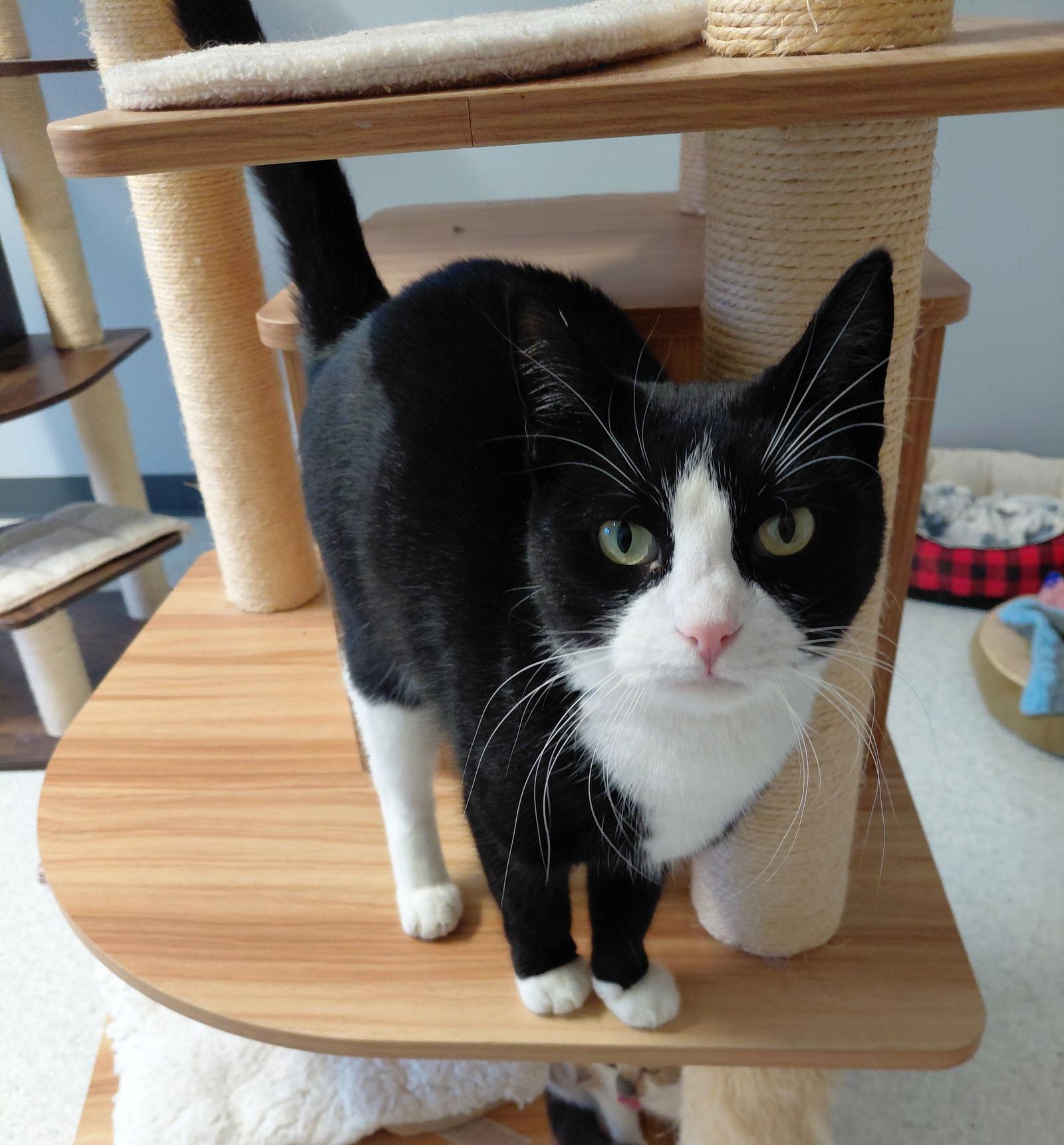 Tigley @ The Cat's Brew, Adoptable, Adult Female Domestic Short Hair.