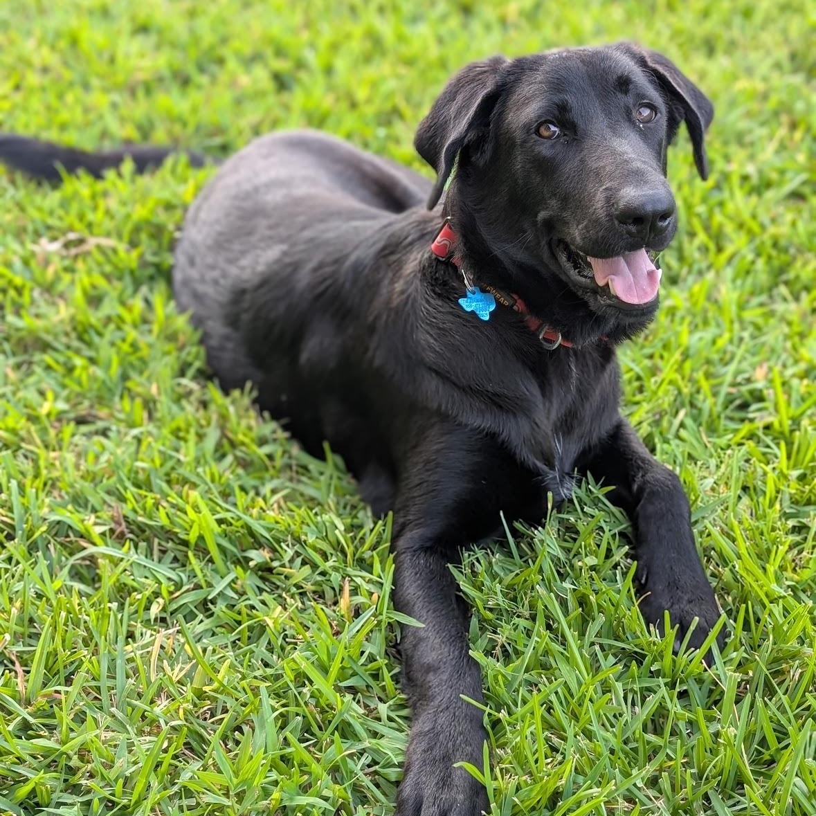 Krystal, Adopted, Young Female Great Pyrenees & Labrador Retriever.