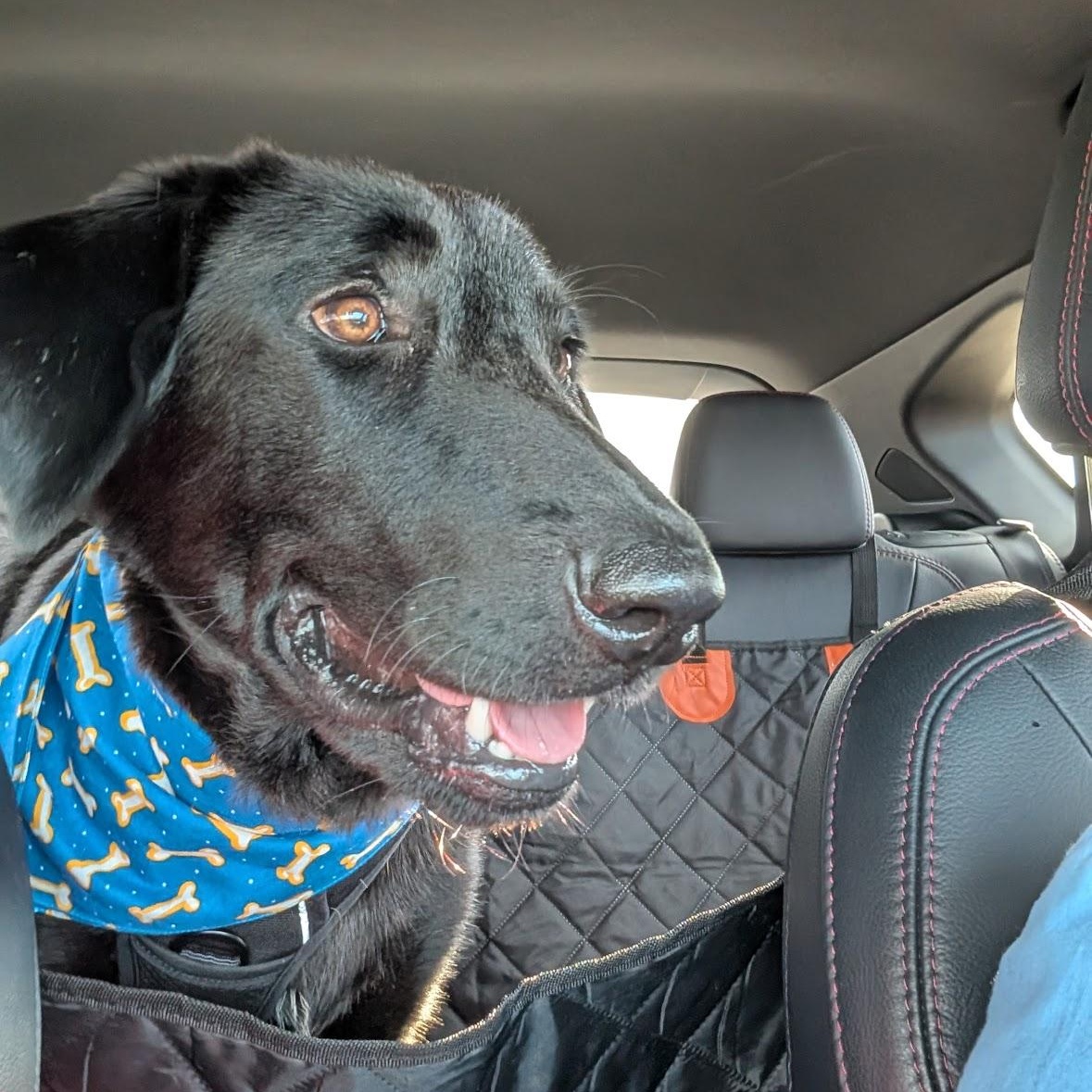 Enlarge Krystal, a Adopted mixed breed in Rochester, NY image 2/6