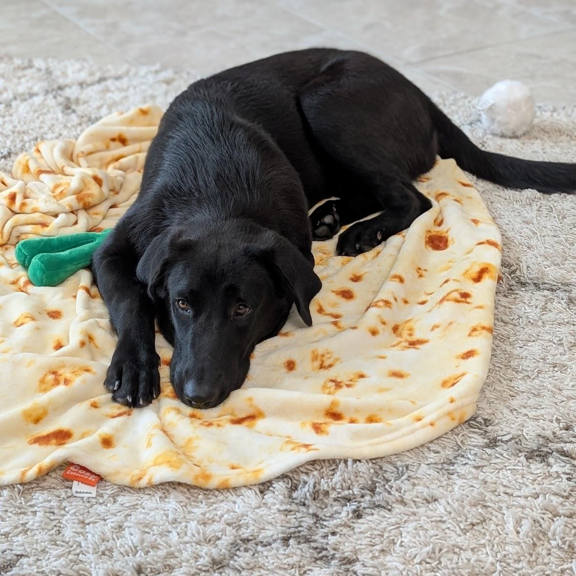 Enlarge Krystal, a Adopted mixed breed in Rochester, NY image 4/6