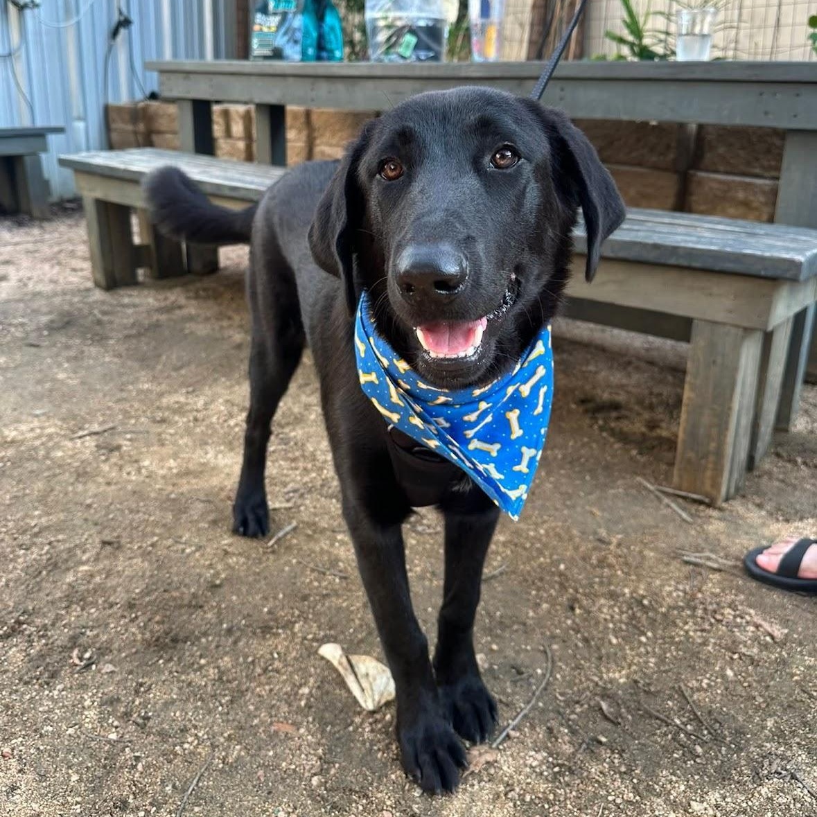 Enlarge Krystal, a Adopted mixed breed in Rochester, NY image 5/6