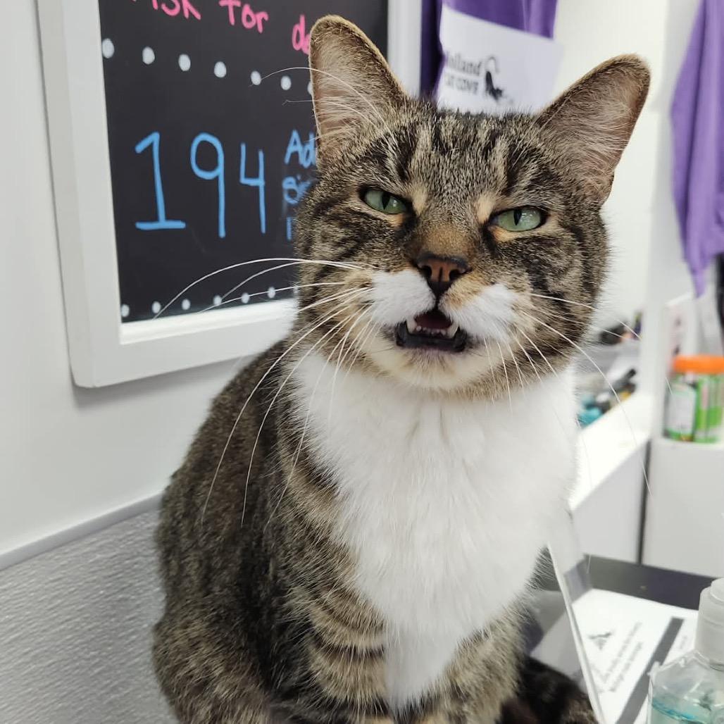 Enlarge Cersei (Holland Cat Cove), a Adoptable Domestic Short Hair in West Olive, MI image 1/5