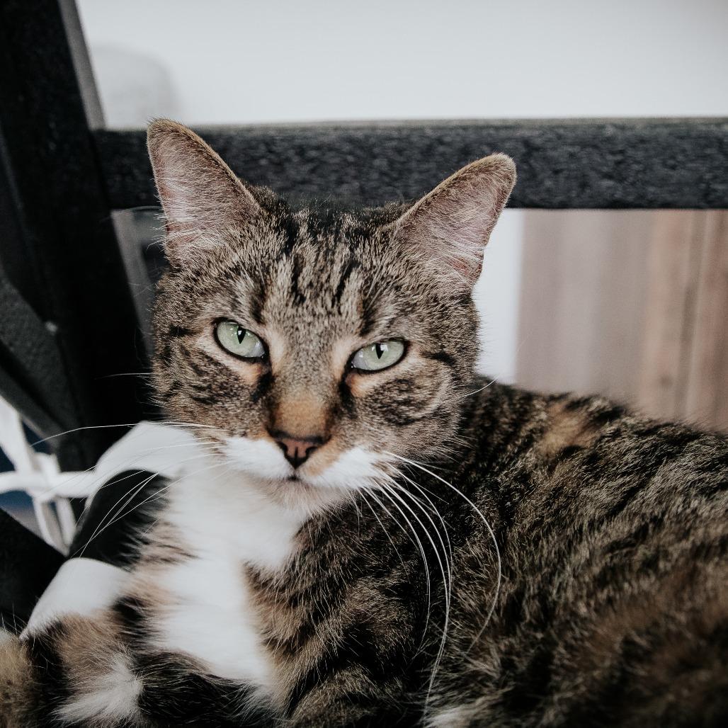 Enlarge Cersei (Holland Cat Cove), a Adoptable Domestic Short Hair in West Olive, MI image 2/6