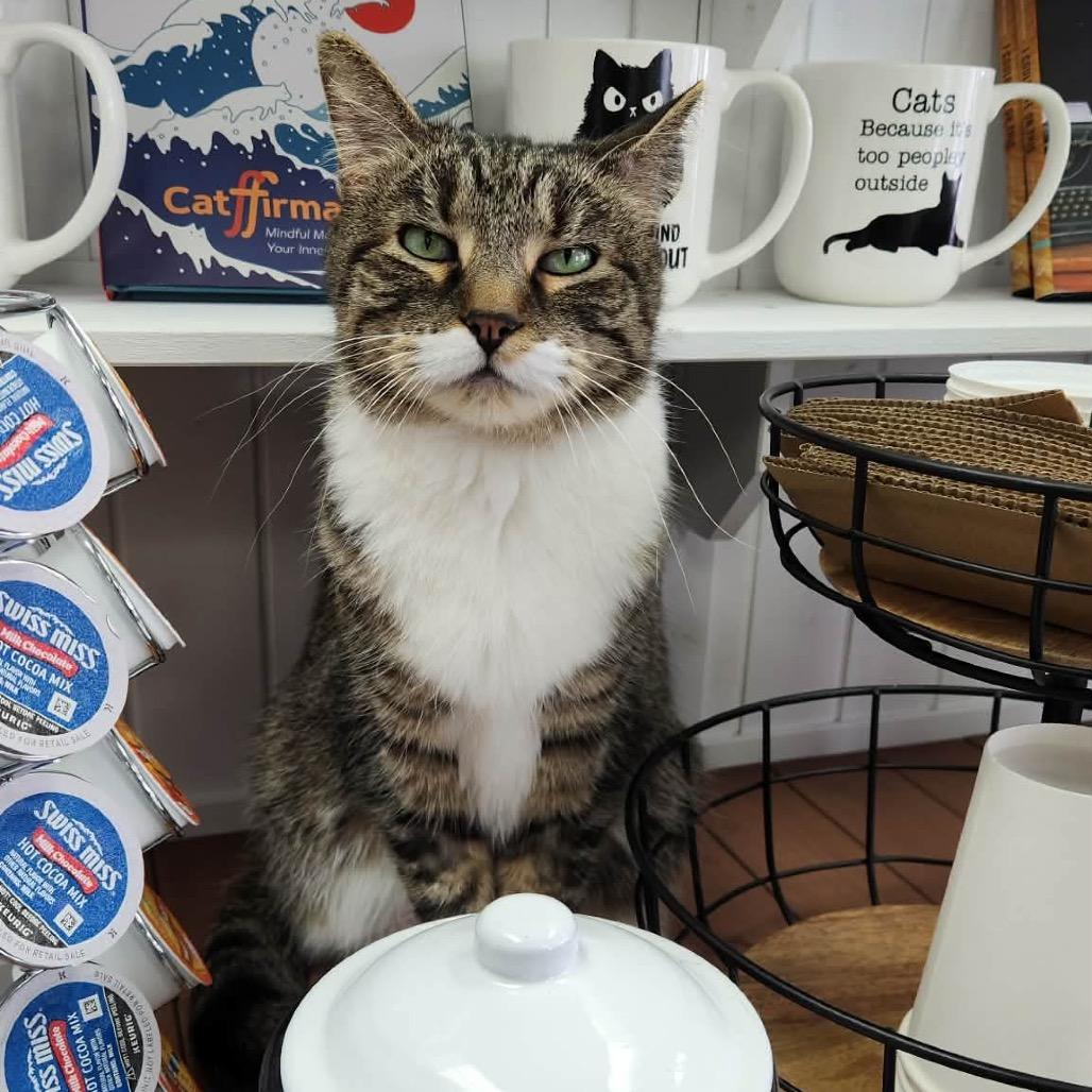 Enlarge Cersei (Holland Cat Cove), a Adoptable Domestic Short Hair in West Olive, MI image 2/5