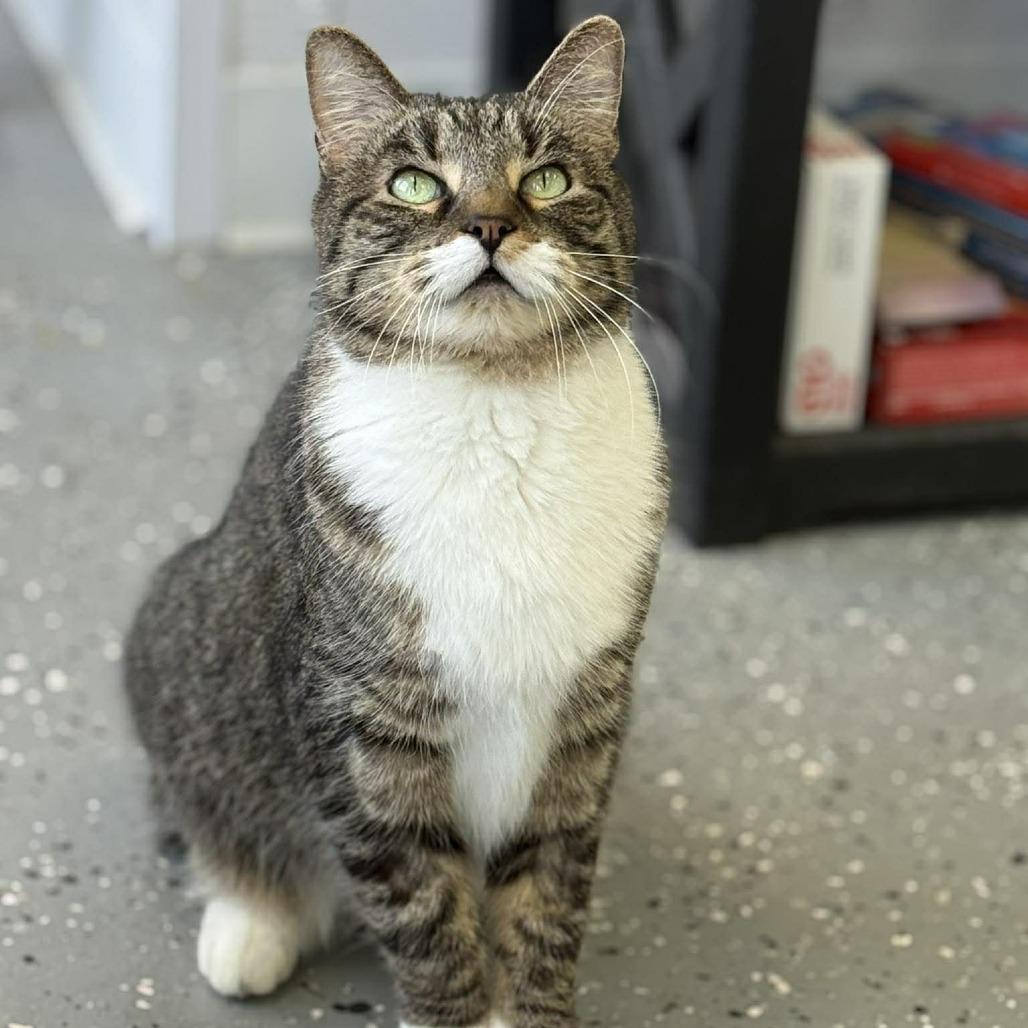 Enlarge Cersei (Holland Cat Cove), a Adoptable Domestic Short Hair in West Olive, MI image 3/5