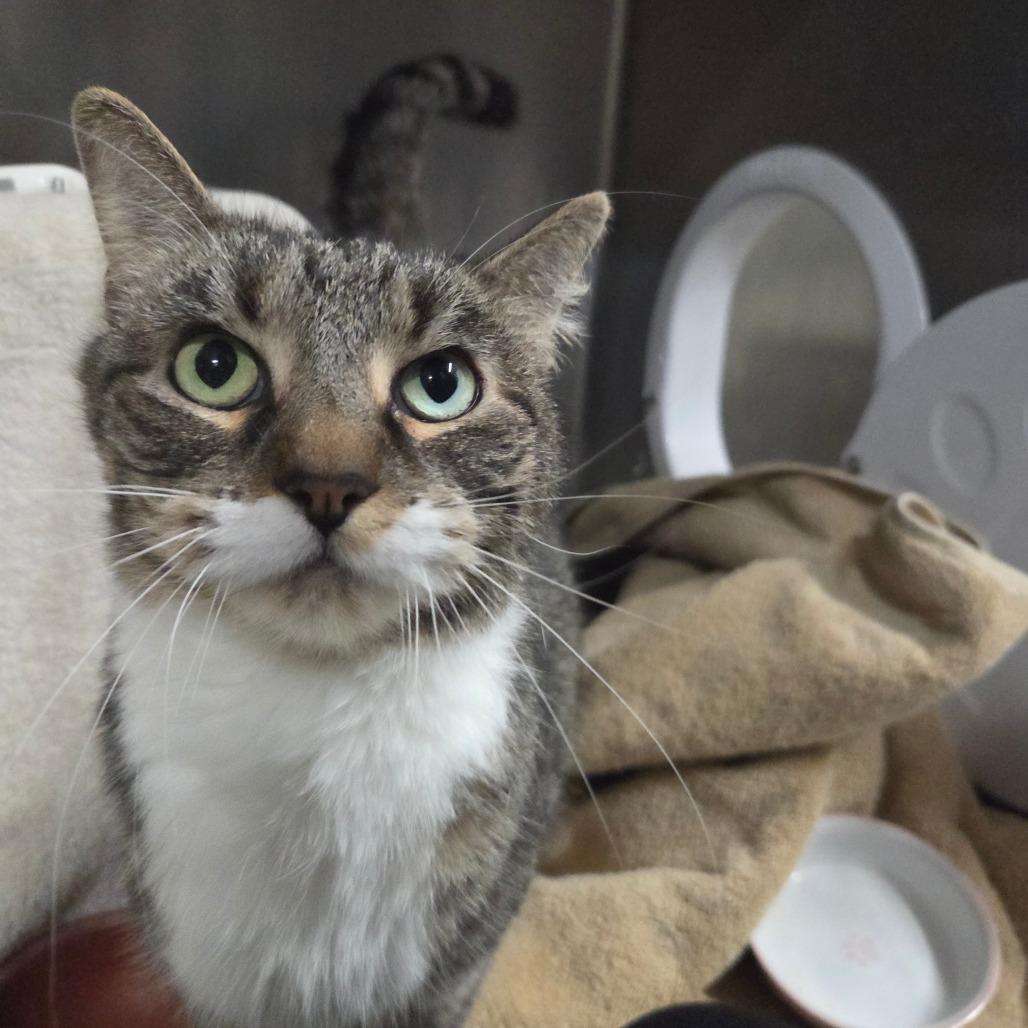 Enlarge Cersei (Holland Cat Cove), a Adoptable Domestic Short Hair in West Olive, MI image 4/5