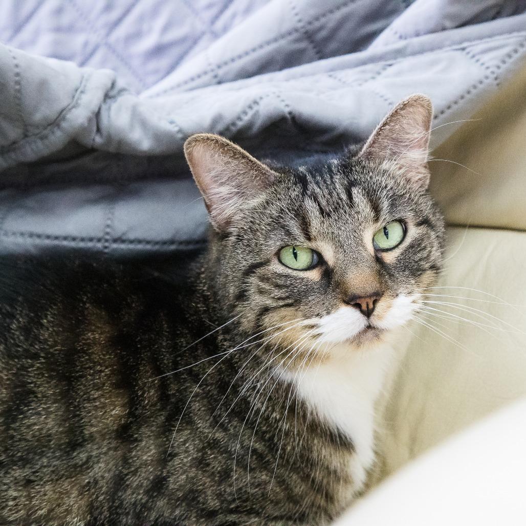 Enlarge Cersei (Holland Cat Cove), a Adoptable Domestic Short Hair in West Olive, MI image 5/5