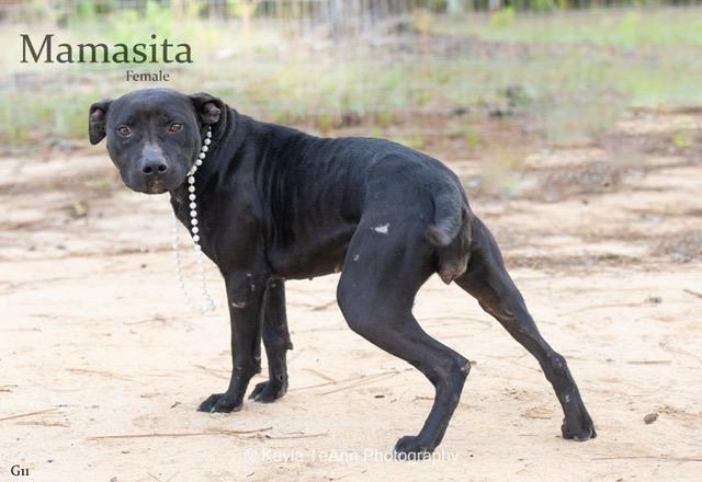 Enlarge Mamacita, a Adoptable mixed breed in palm bay, FL image 2/4