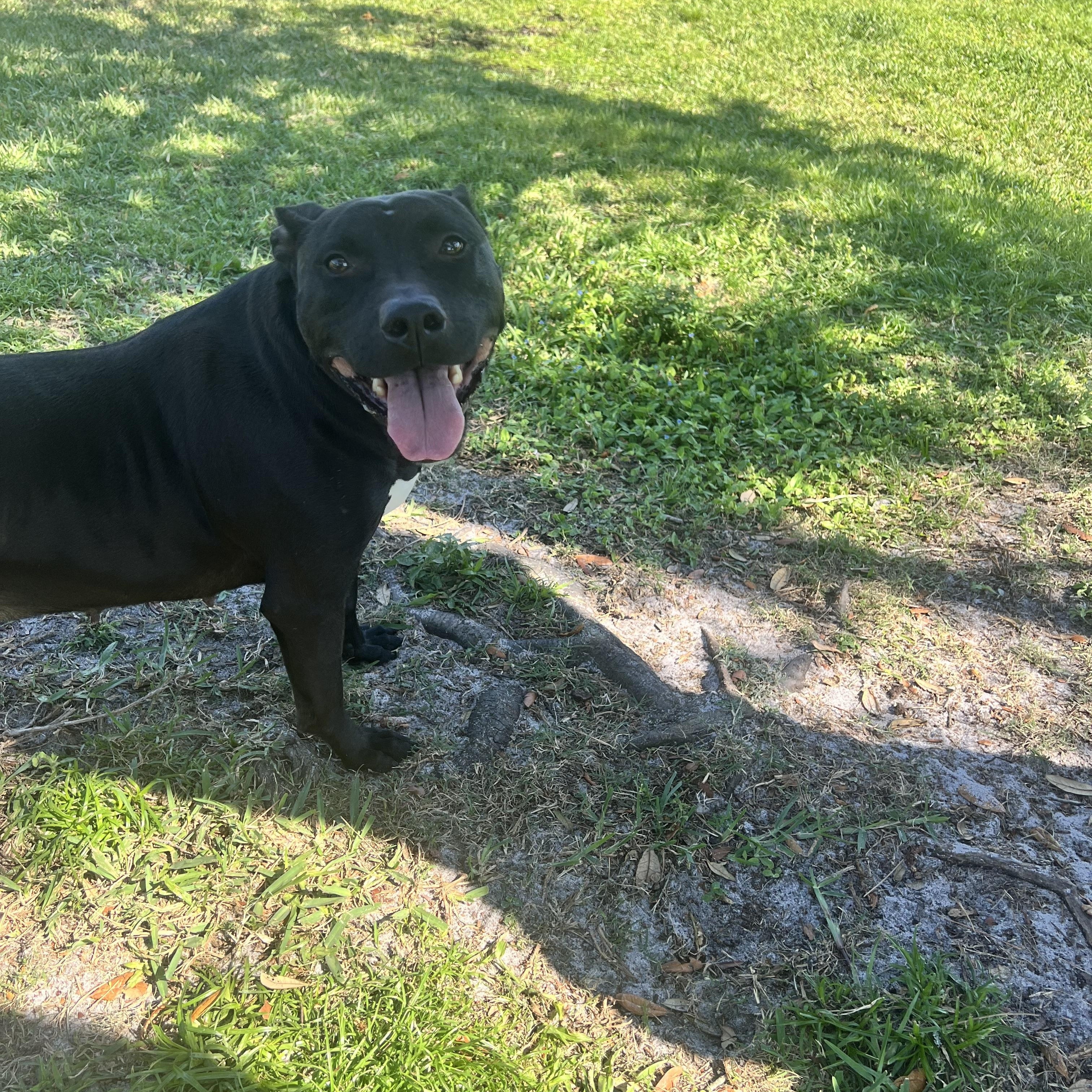 Enlarge Mamacita, a Adoptable mixed breed in palm bay, FL image 3/4